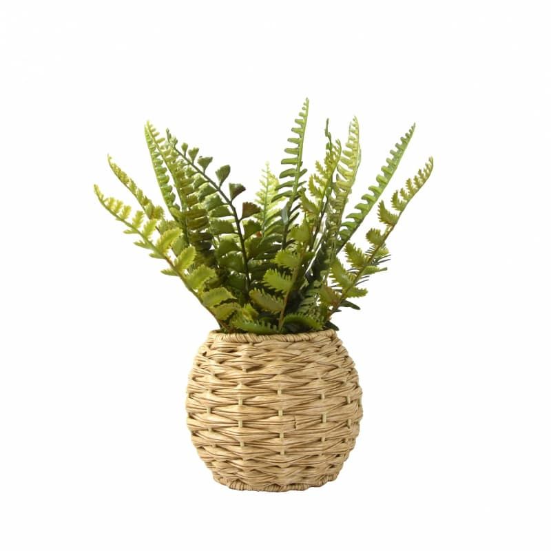 Fern in Round Rattan Pot